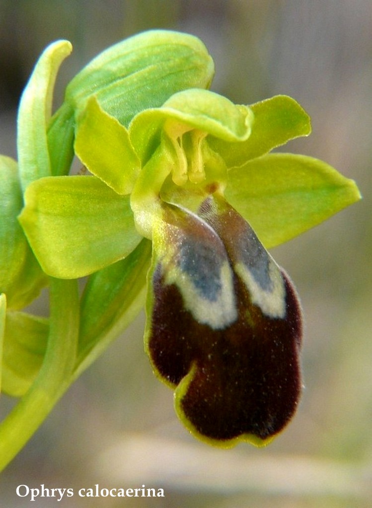 Grecia 23_25 aprile 2016  un fine settimana tra le orchidee.